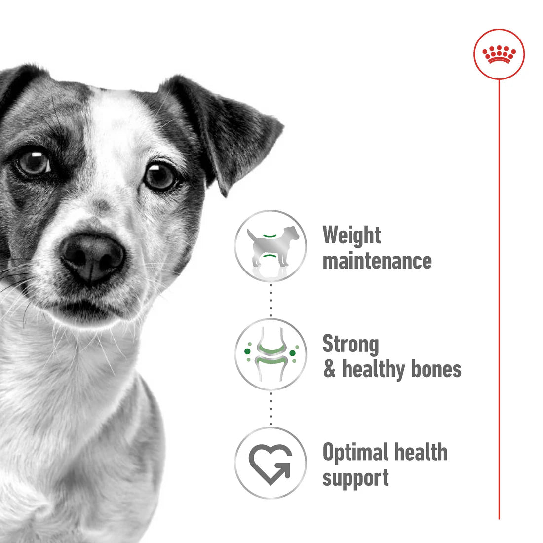 Royal Canin Size Health Nutrition Mini Adult 4 KG