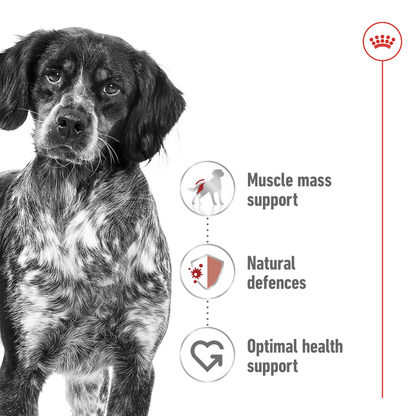 Royal Canin Size Health Nutrition Medium Adult (Wet Food - Pouches) 10 x 140 g